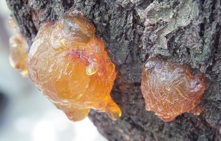 מכיל מים ואת חומרי ההזנה של הצמח. שרף. צילום: pixabay
